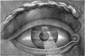 ledoux - eye - le bastart