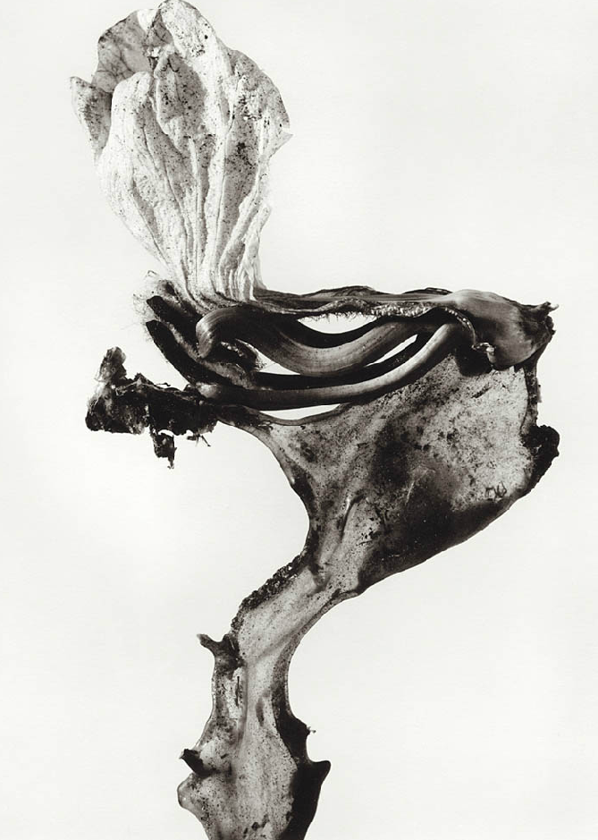 joan fontcuberta - herbarium - le bastart