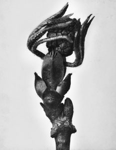 karl blossfeldt - sambucus - le bastart