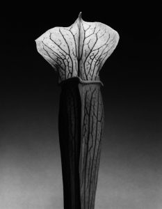 mapplelthorpe - jack in the pulpit - le bastart