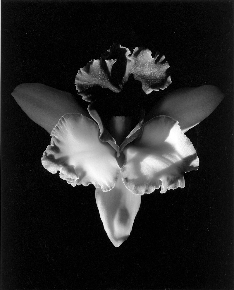 mapplethorpe - orchid 1985 - le bastart