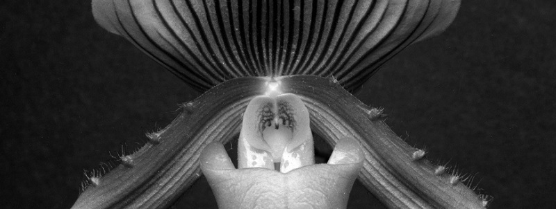 mapplethorpe - orchid - le bastart