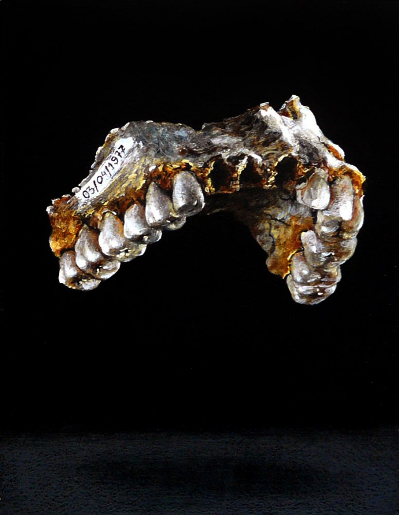 paloma pajaro - fosil - le bastart