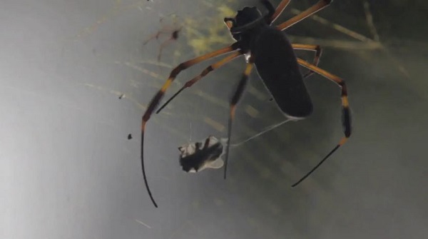 carlos motta - vencidos - le bastart