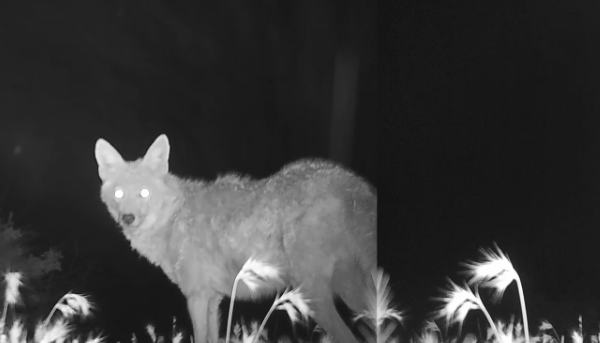 tania candiani-for the animals-le bastart