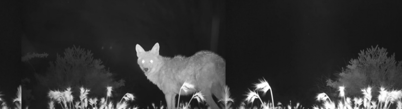 tania candiani-for the animals-le bastart